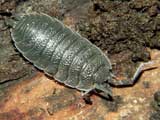 Porcellio scaber