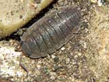 Porcellio scaber