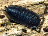 Porcellio scaber