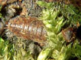 Porcellio scaber