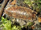 Porcellio scaber