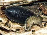 Porcellio scaber