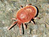 Trombidium holosericeum