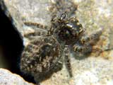 Carrhotus xanthogramma