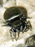 Heliophanus dubius