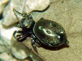 Heliophanus dubius