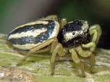 Heliophanus melinus