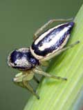 Heliophanus melinus