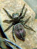 Heliophanus patagiatus