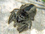 Philaeus chrysops