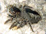 Philaeus chrysops