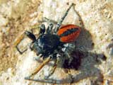 Philaeus chrysops