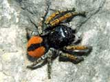 Philaeus chrysops