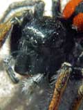 Philaeus chrysops