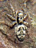 Salticus cingulatus