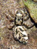 Salticus cingulatus