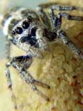 Salticus scenicus