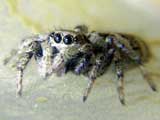 Salticus scenicus