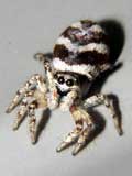 Salticus scenicus