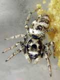 Salticus scenicus