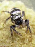 Salticus scenicus