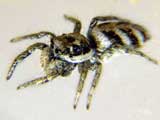 Salticus scenicus