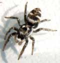 Salticus scenicus