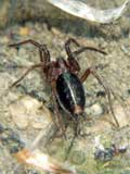 Agelena labyrinthica