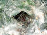 Agelena labyrinthica