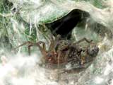 Agelena labyrinthica