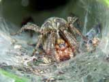 Agelena labyrinthica