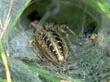 Agelena labyrinthica