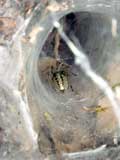 Agelena labyrinthica