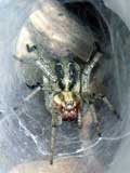 Agelena labyrinthica