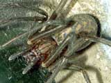 Tegenaria atrica