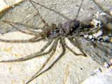 Tegenaria silvestris