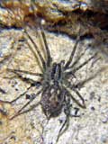 Tegenaria silvestris