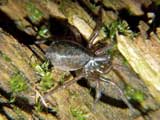 Coelotes terrestris