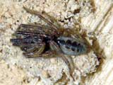 Segestria senoculata