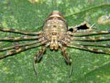 Dicranopalpus ramosus