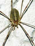 Opilio canestrinii