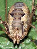 Phalangium opilio