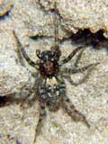 Arctosa perita