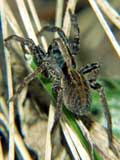 Pardosa