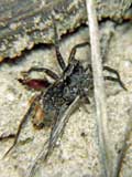 Pardosa