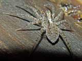 Pardosa