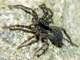 Pardosa amentata