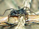 Pardosa amentata