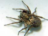 Pardosa amentata