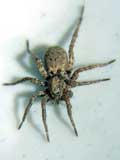 Pardosa amentata